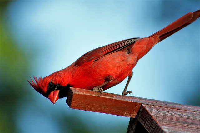 Male Cardinal